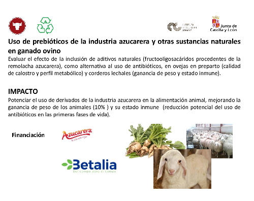 Uso de prebióticos de la industria azucarera y otras sustancias naturales en ganado ovino